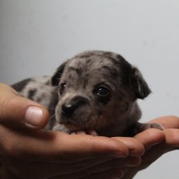 Pluto - Blue merle male Chihuahua puppy in Willamina, Oregon from Cherished Chihuahuas