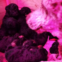 Poodle Puppies from Majestic Royalty Poodles