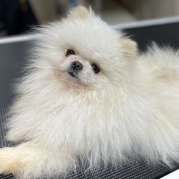 Toby - Pomeranian