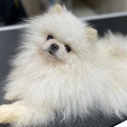 Toby - Pomeranian