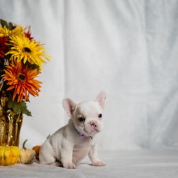 French Bulldog puppies from FurEver Canine