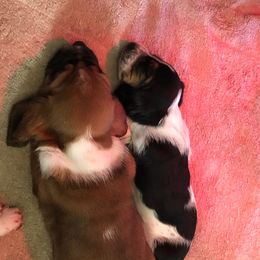 Basset Hounds from Tuckleberry’s Bassets