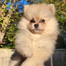 Kimchi - Cream sable parti female Pomeranian puppy in Fort Worth, Texas from Picture Perfect Poms