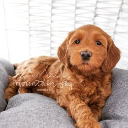 Australian Labradoodle Puppies from Mountain Sky Doodles