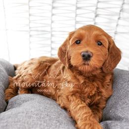 Australian Labradoodle Puppies from Mountain Sky Doodles