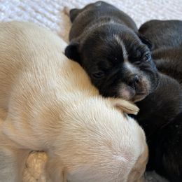 French Bulldog Puppies from Country Lace French Bulldogs