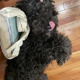 Coco - Bernedoodle