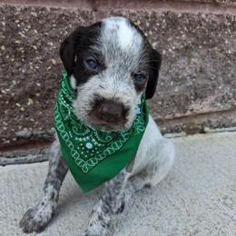 Boy 3 - Liver and white male German Wirehaired Pointer puppy in Potosi, Wisconsin from Point and Flush Gun Dogs