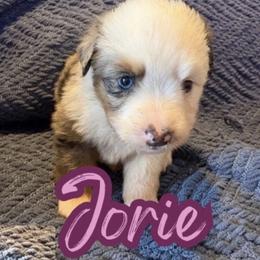 Jorie - Blue merle female Toy Australian Shepherd puppy in Union Grove, North Carolina from Grove Farm
