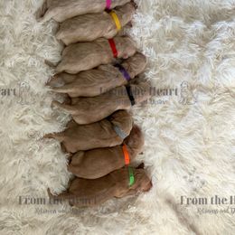 Dachshund and Golden Retriever Puppies from From the Heart Retrievers and Doxies