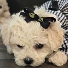 Briar Rose - White female Bichon Frise puppy in Upland, California from IDREAMOFPUPPIES