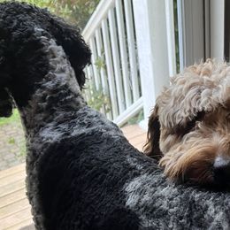 Goldendoodles from Pawfect Puppies