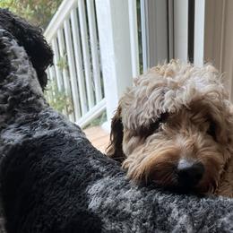 Goldendoodles from Pawfect Puppies