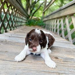 Scotty - Chocolate male Australian Labradoodle puppy in Wamego, Kansas from Doodles of Oz