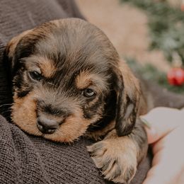 Dachshunds and Labrador Retrievers from Three Lakes Labs & WHDs