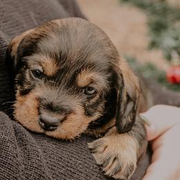 Dachshunds and Labrador Retrievers from Three Lakes Labs & WHDs