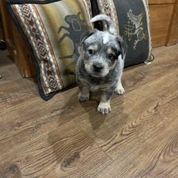 Boy 1 - Australian Cattle Dog puppy in Appleton, Washington from Home Grown Heelers