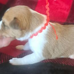 Red Boy 1 - Red and white male Basenji puppy in Tuttle, Oklahoma from Steadfast Farm (SFF)