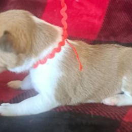 Red Boy 1 - Red and white male Basenji puppy in Tuttle, Oklahoma from Steadfast Farm (SFF)
