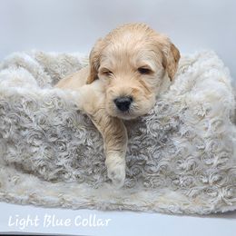 Light Blue Collar Boy - Goldendoodle puppy in Richmond, Virginia from Highland Grove Doodles, LLC