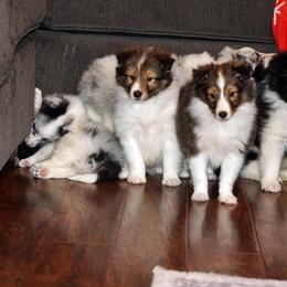 Pomsky, Shetland Sheepdog, and Toy Shetland Sheepdog Puppies from Mountain High Kennels
