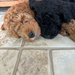Cosmo - Caramel Labradoodle puppy in Lowville, New York from Double B Doodles