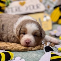 Flame - Red merle male Australian Shepherd puppy in California from Eagle River Aussies