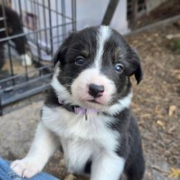 Mist - Tri-color female Border Collie puppy in Menasha, Wisconsin from Little Rose Retrievers