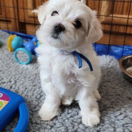 Maltese Puppies from ARIZONA MALTEE GEMS