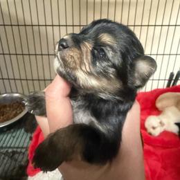 Atreyu - Black and gold male Morkie puppy in Winston Salem, North Carolina from Patty’s Paws