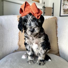 Sunflower - Merle female Labradoodle puppy in Newark, Ohio from Raising Doodles