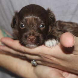 Chip - Brown male Russian Tsvetnaya Bolonka puppy in Lawrenceville, Georgia from Alchemy Havanese