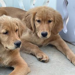 Brown collar male - Letty - Golden male Golden Retriever puppy in Yucaipa, California from Blessed Goldens