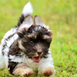 Havanese Puppies from Hoppy Havanese