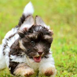 Havanese Puppies from Hoppy Havanese