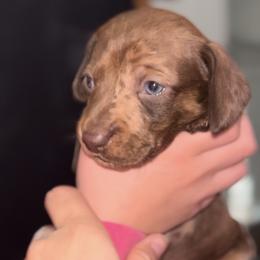 Chocolate Dapple Male 2 - Dapple male Dachshund puppy in Blackstone, Virginia from Cheyenne's Dachshunds