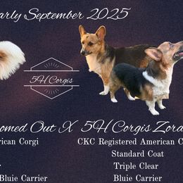 American Corgi puppies from 5H Corgis