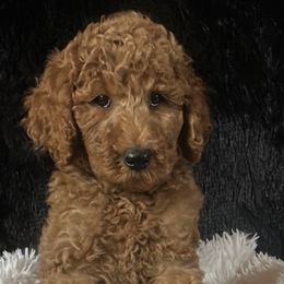 Boy 4 - Grumpy - Apricot male Poodle puppy in Bowling Green, Kentucky from Ritzy Red Poodles
