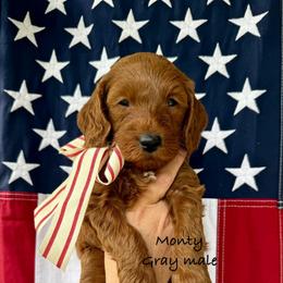 Montana - Red  male Goldendoodle puppy in Springville, Utah from JW Doodles