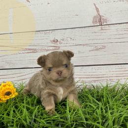 Buster - Blue fawn male Chihuahua puppy in North Ridgeville, Ohio from Happy Pups