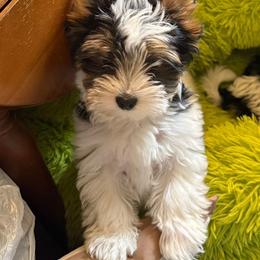Euros - Black tan and white male Biewer Terrier puppy in Rockland, Maine from Coastal Maine Biewer Terriers