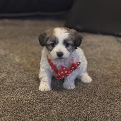 Girl 5 - Parti female Double Doodle puppy in Junction, Utah from Sugar Doodles