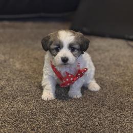 Girl 5 - Parti female Double Doodle puppy in Junction, Utah from Sugar Doodles