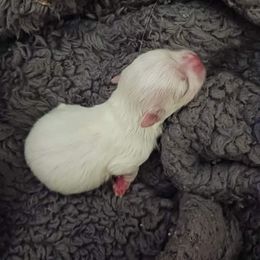 Maltese Puppies from Maltese Colorado