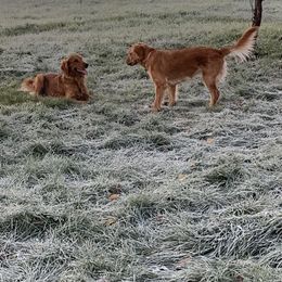 Golden Retrievers from Cooper Oaks Goldens