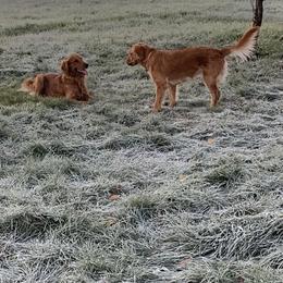 Golden Retrievers from Cooper Oaks Goldens