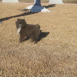 Blu t - Blue male Pomeranian puppy in Andrews, South Carolina from Purple Diamonds Kennel