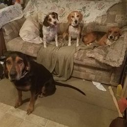 Beagle All Grown Up from Hamptons Ridge Beagles