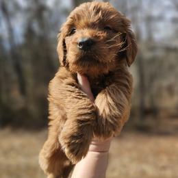 Onyx - Black Collar Male - Red  male Goldendoodle puppy in Mocksville, North Carolina from Hunting Creek Farm & Kennel