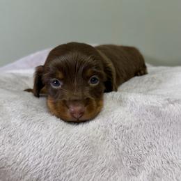Moose - Chocolate and tan male Dachshund puppy in Arab, Alabama from Cantrell’s Dachshund Den